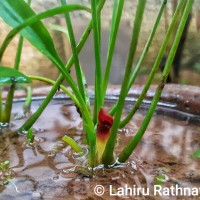 Cryptocoryne parva de Wit